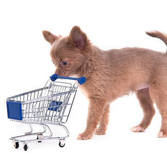 Chihuahua Shopping