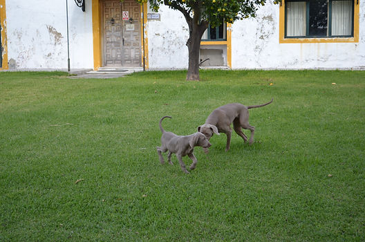 dorvasal, weimaraners, criadero, breeder, braco, weimar, weim, weimaraner, la algaba, sevilla, seville, andalucia, españa, spain