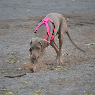 dorvasal, weimaraners, criadero, breeder, braco, weimar, weim, weimaraner, la algaba, sevilla, seville, andalucia, españa, spain
