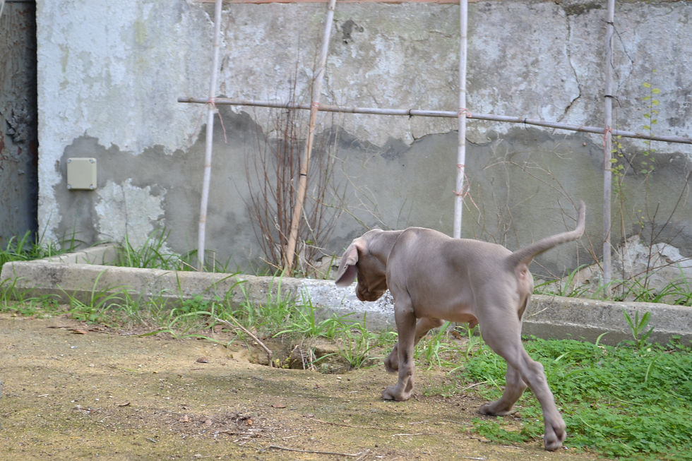 braco en el campo 4.JPG