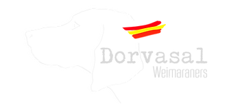 dorvasal, weimaraneres dorvasal, criadero bracos de weimar, weimaraneres en sevilla, braco de weimar, la algaba, andalucía, españa, criadero