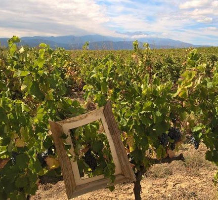 Revue du Vin de France review