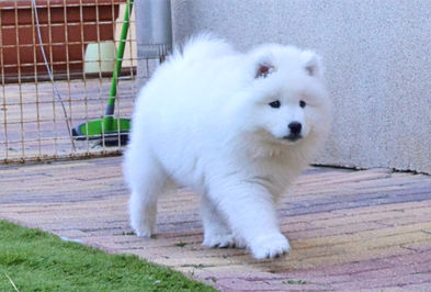 Winter_puppy_samoyed.jpg
