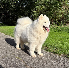 Storm samoyed_edited.jpg