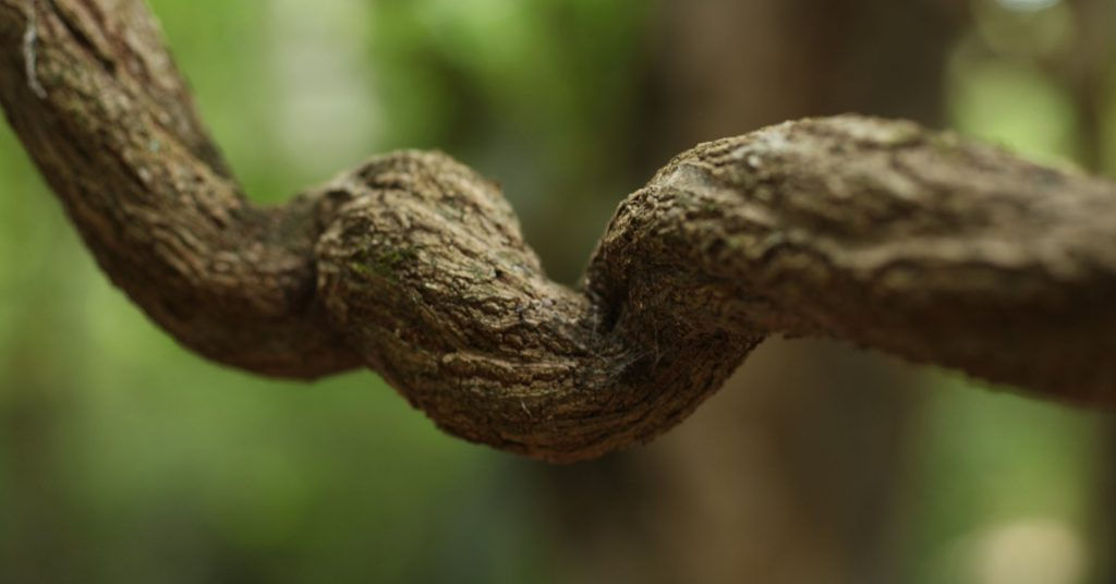 Ayahuasca-vine_b-1-1024x536.jpg