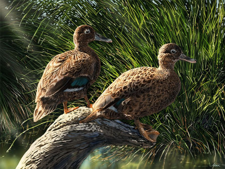Laysan Ducks