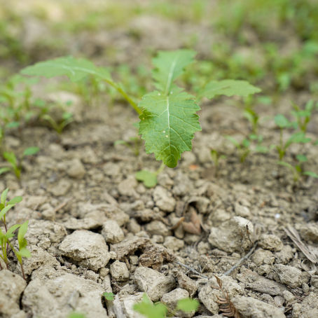 Rehabilitación de Vertisoles Suelos sódicos en el Valle del Cauca: Impacto en el Porcentaje de Sodio Intercambiable (PSI) y la Recuperación Fisiológica en Saccharum officinarum L.