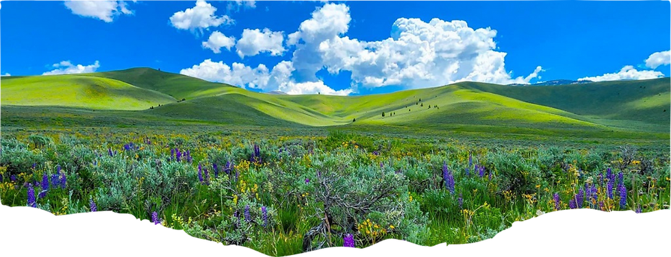 Home Page Picture 5.png