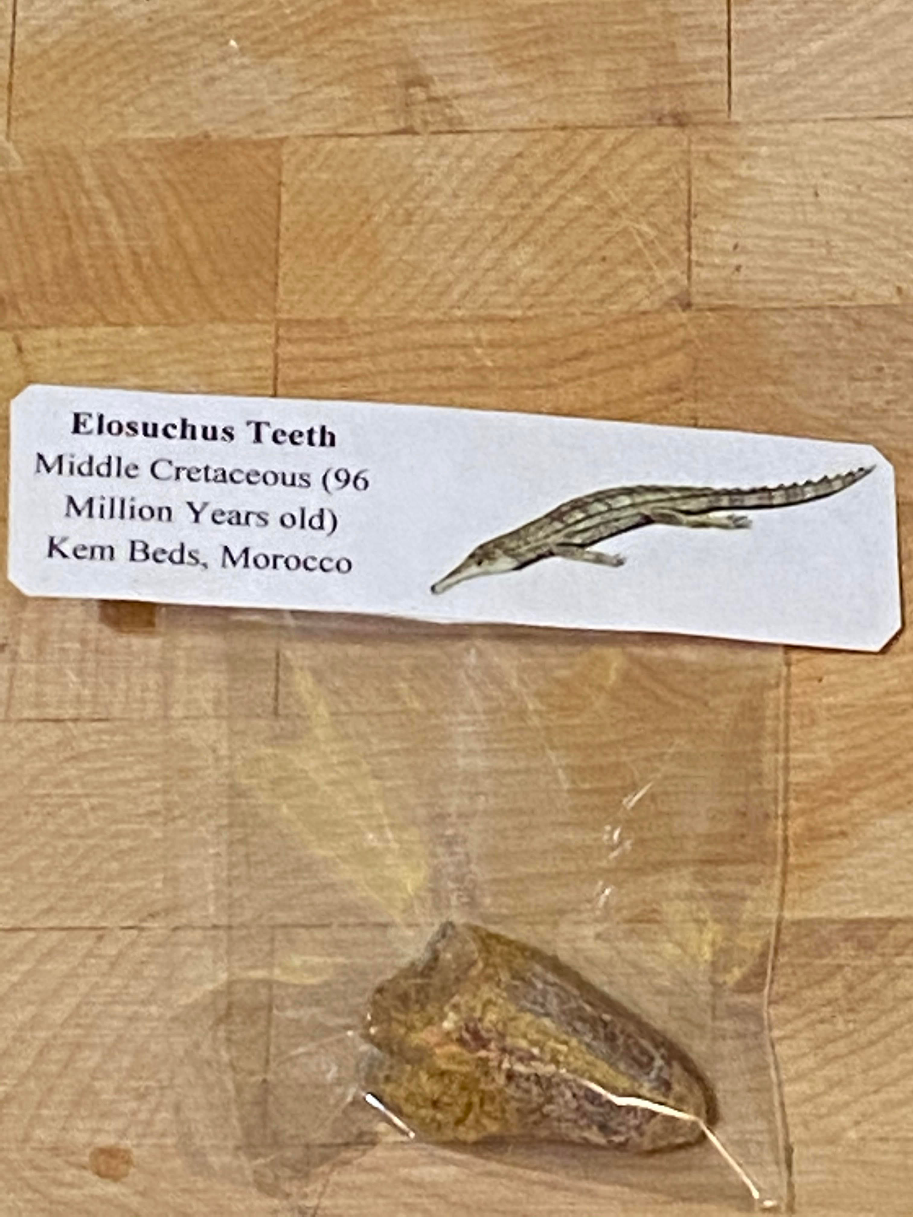 Cretaceous Crocodile teeth