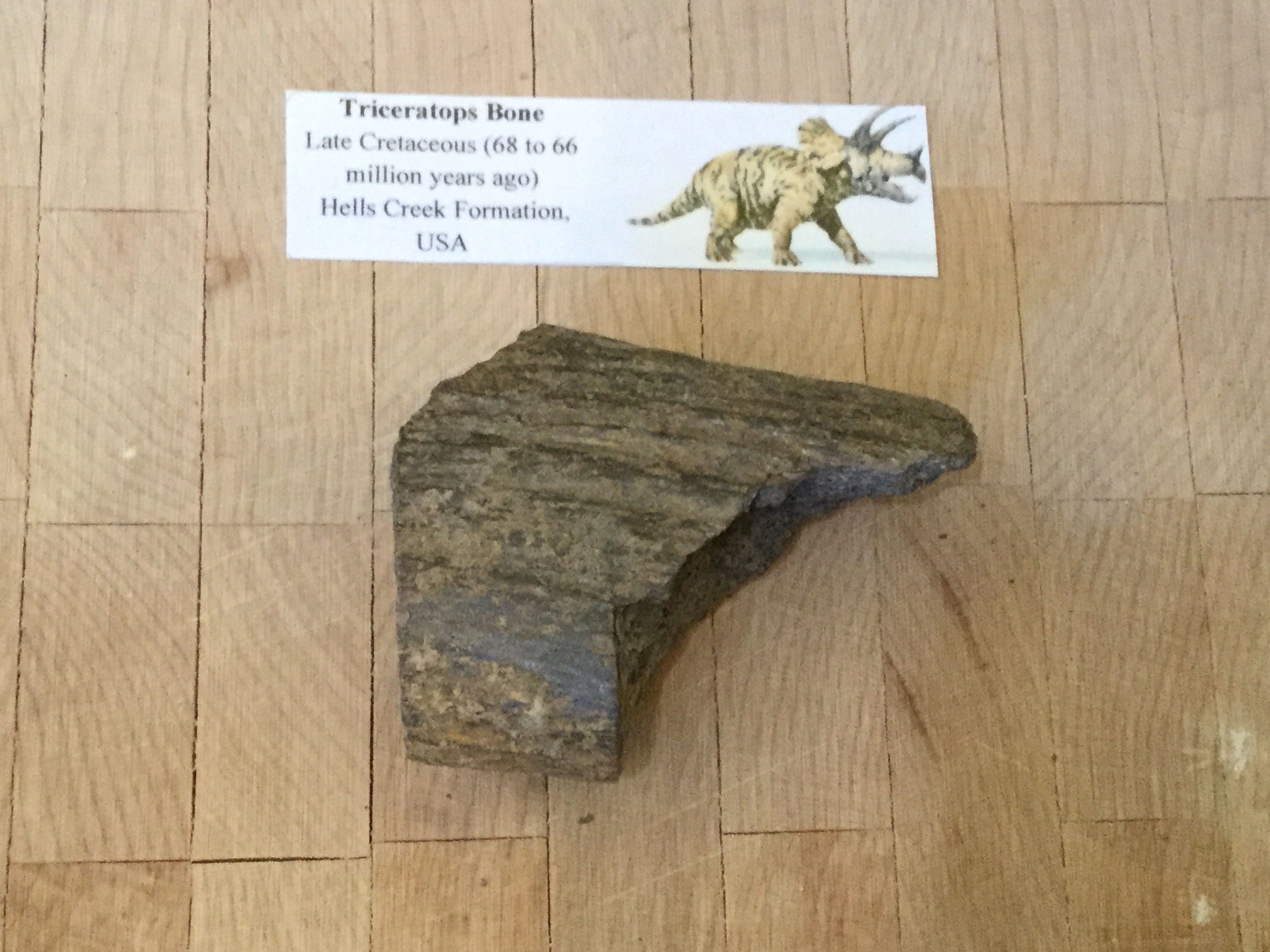 Triceratops Bone