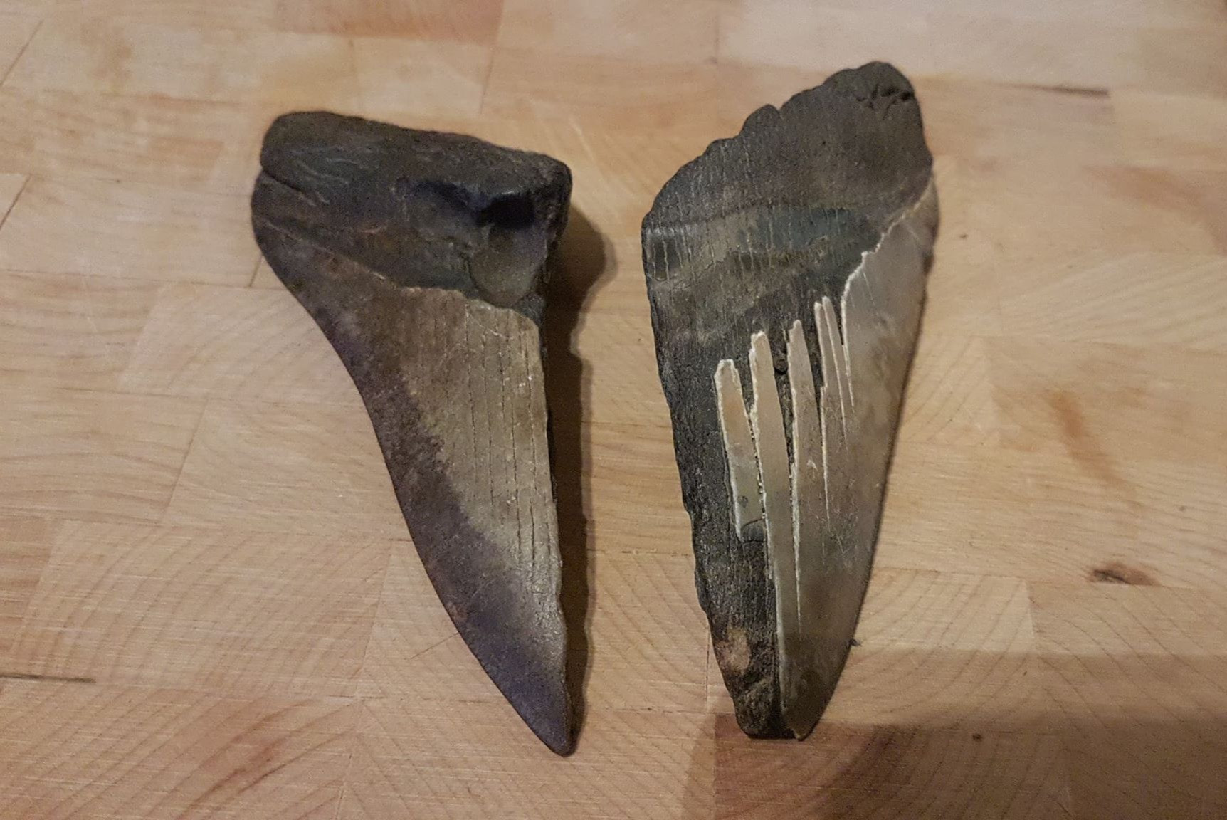 Large Megalodon Teeth