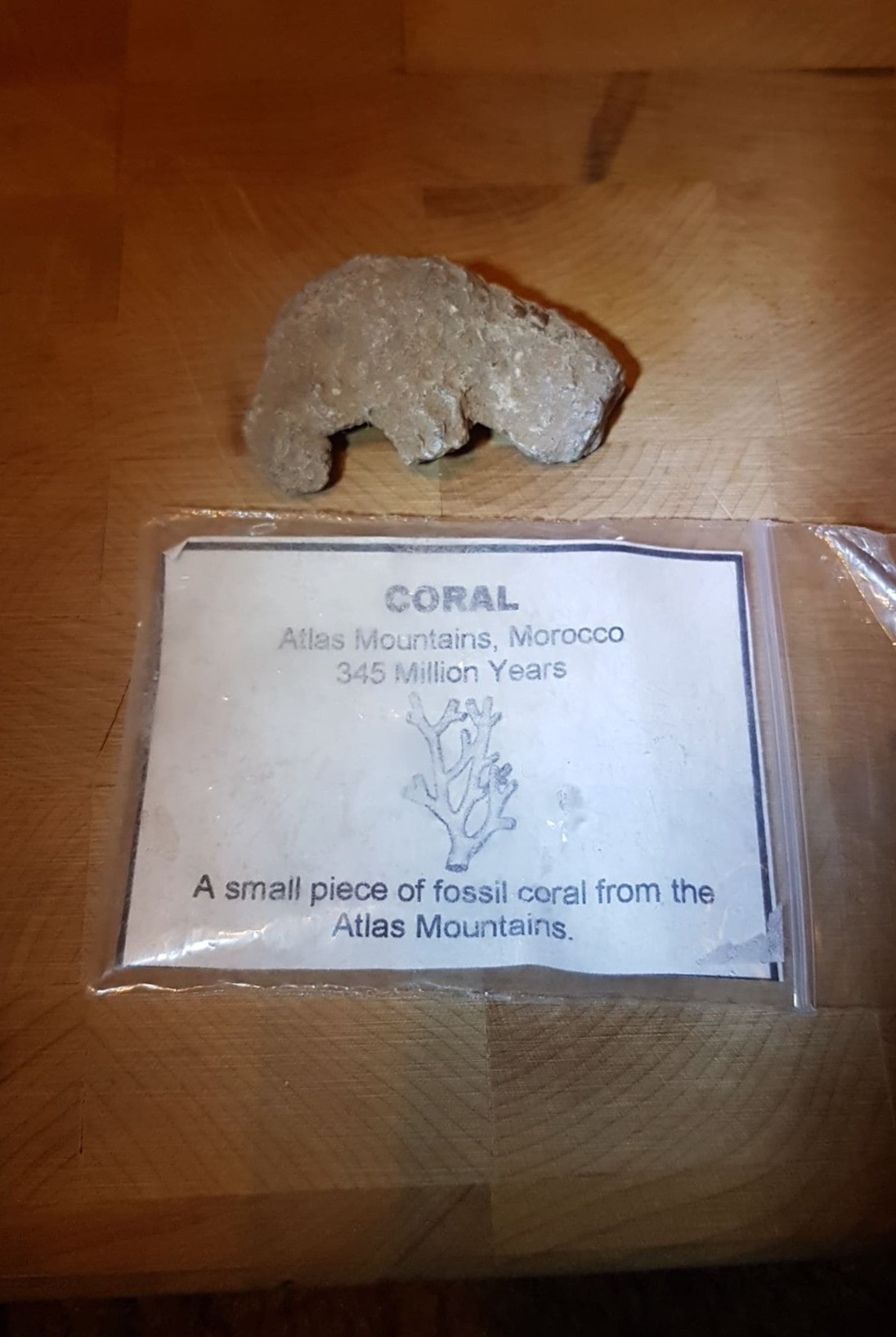 Fossilized Coral