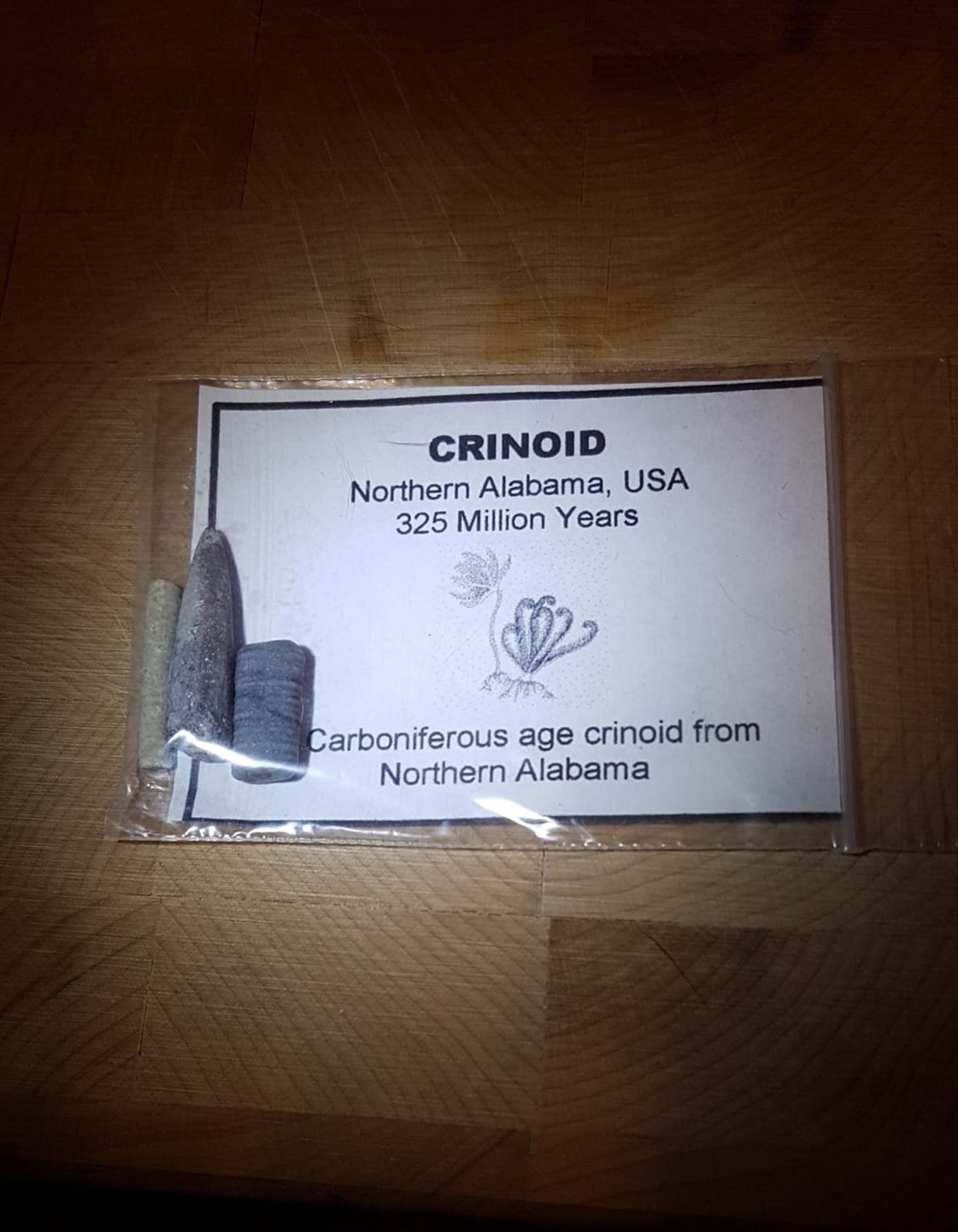 Crinoid (Ancient Sea Lily)
