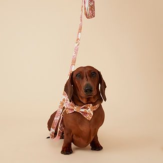 POOCH & HOUND NED (7).jpg
