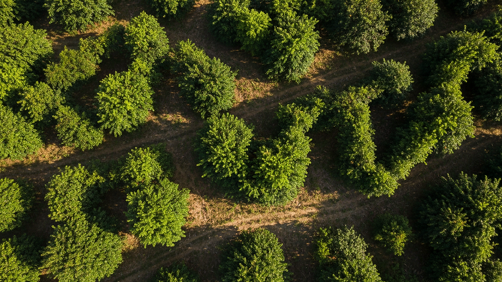 Vista aérea de plantação de guaraná em sistema agroflorestal