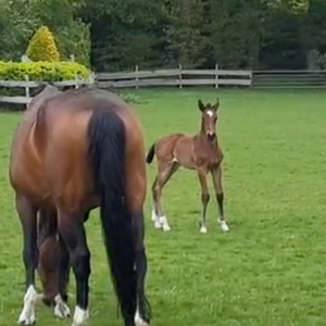 FOAL - CHACCOTHAGE BLUE PS x HEARTBREAKER