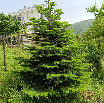 Orman Fidan , orman fidan  , orman fidan üretim peyzaj , orman fidan üretim , fidanlık , orman fidanlık , orman fidanları , fidan istanbul , mavi ladin , peyzaj , orman , fidan , üretim , peyzaj , ağaç , ağac , agac ,