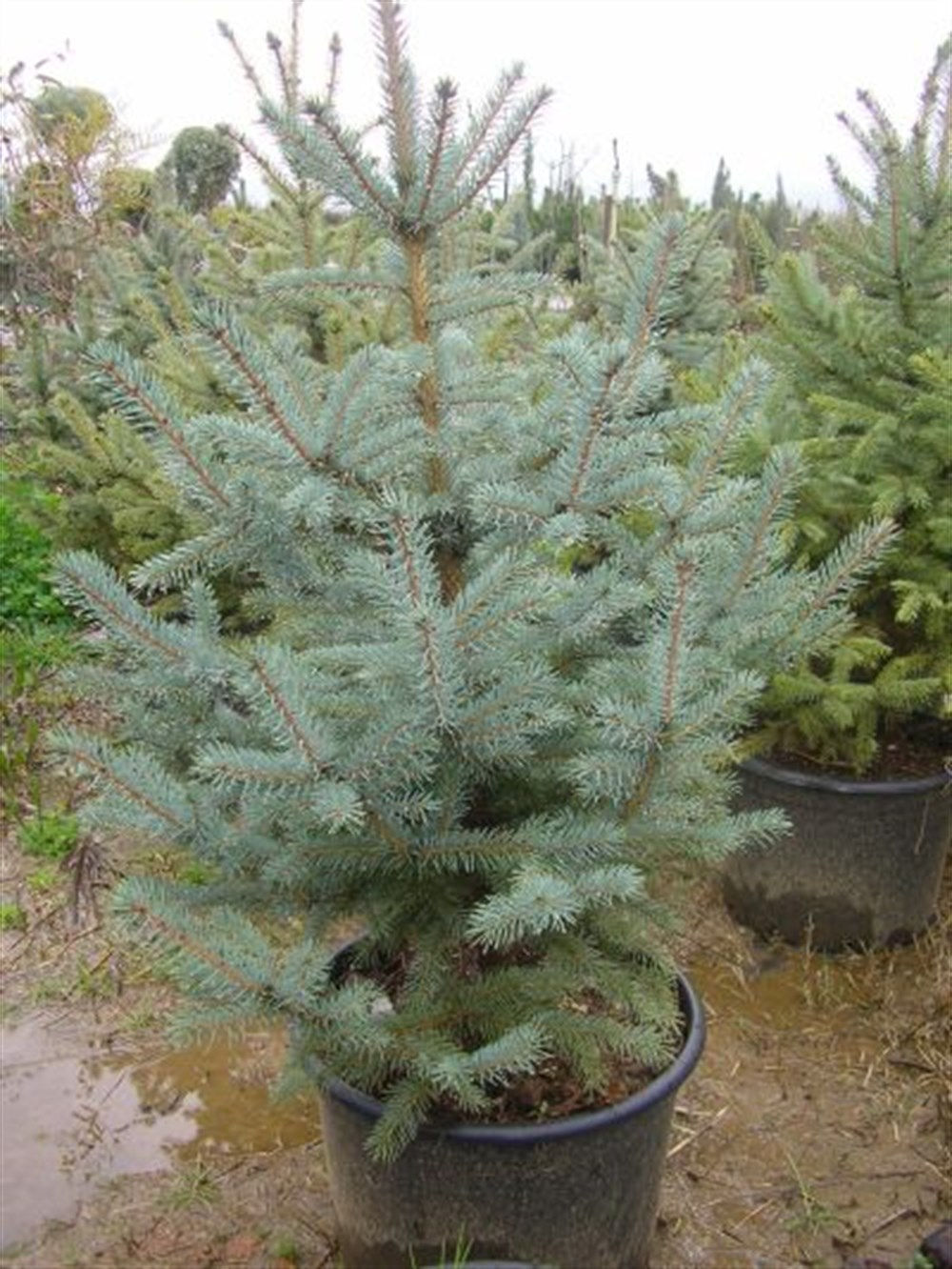 Mavi Ladin Çam Fidanı