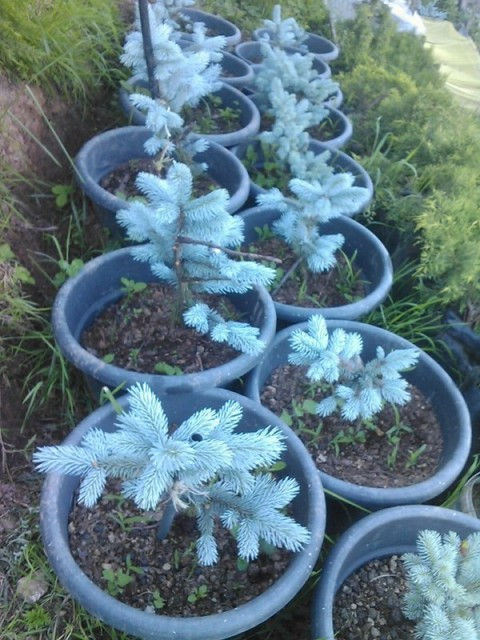 Mavi Ladin Çam Fidanı