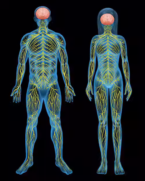 Human Nervoussystem