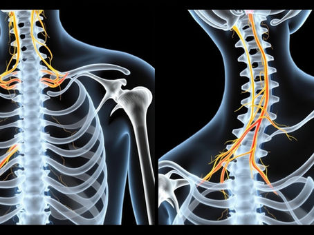 🧠 Vagus Nerve: How Your Body Finds Calm or Shuts Down