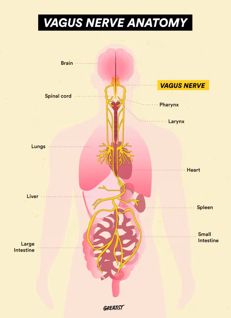 The vagus nerve connects the brain with all the organs in our body.