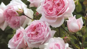 The Timeless Beauty of The Wedgwood Rose: A Love Story
