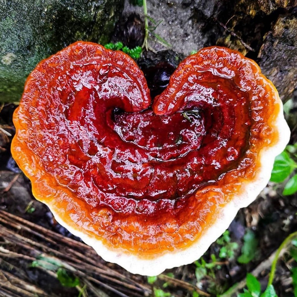 Variety of medicinal mushrooms