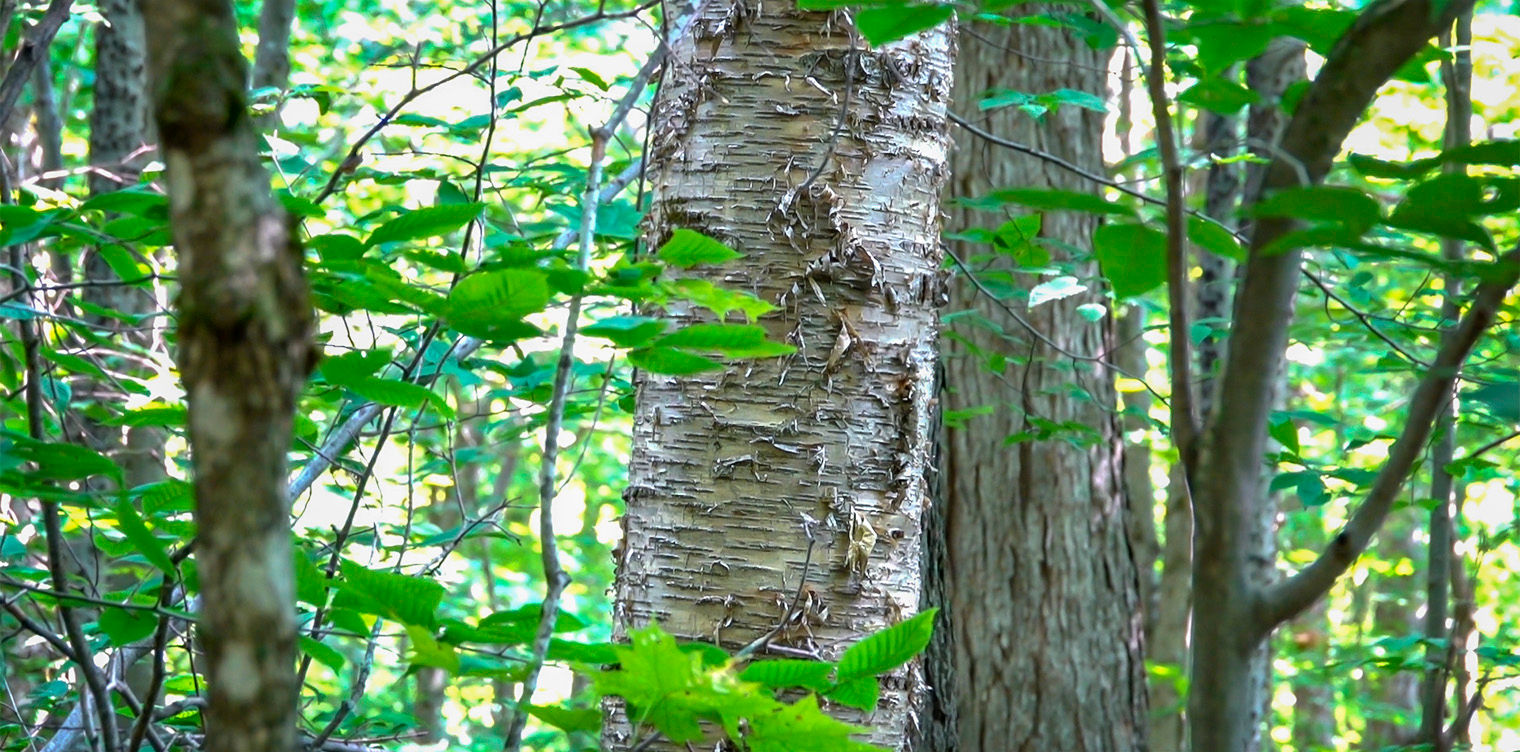 Yellow Birch (bareroot)