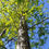 Thumbnail: White Oak (bareroot)