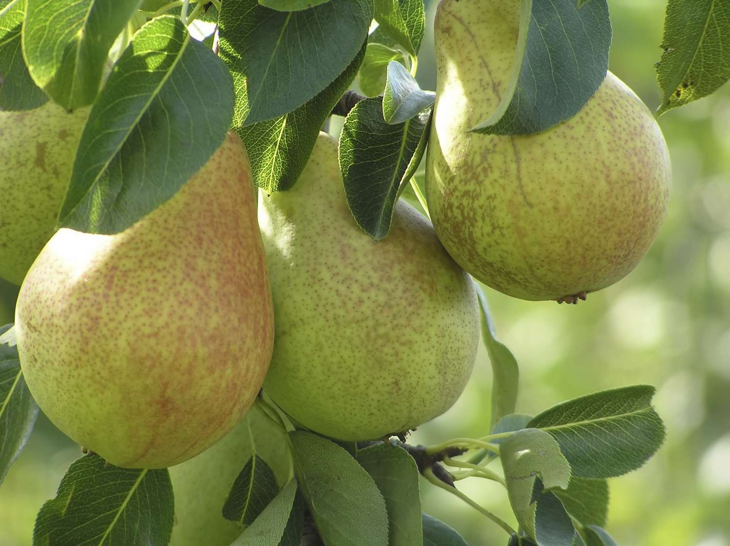 Golden Spice Pear