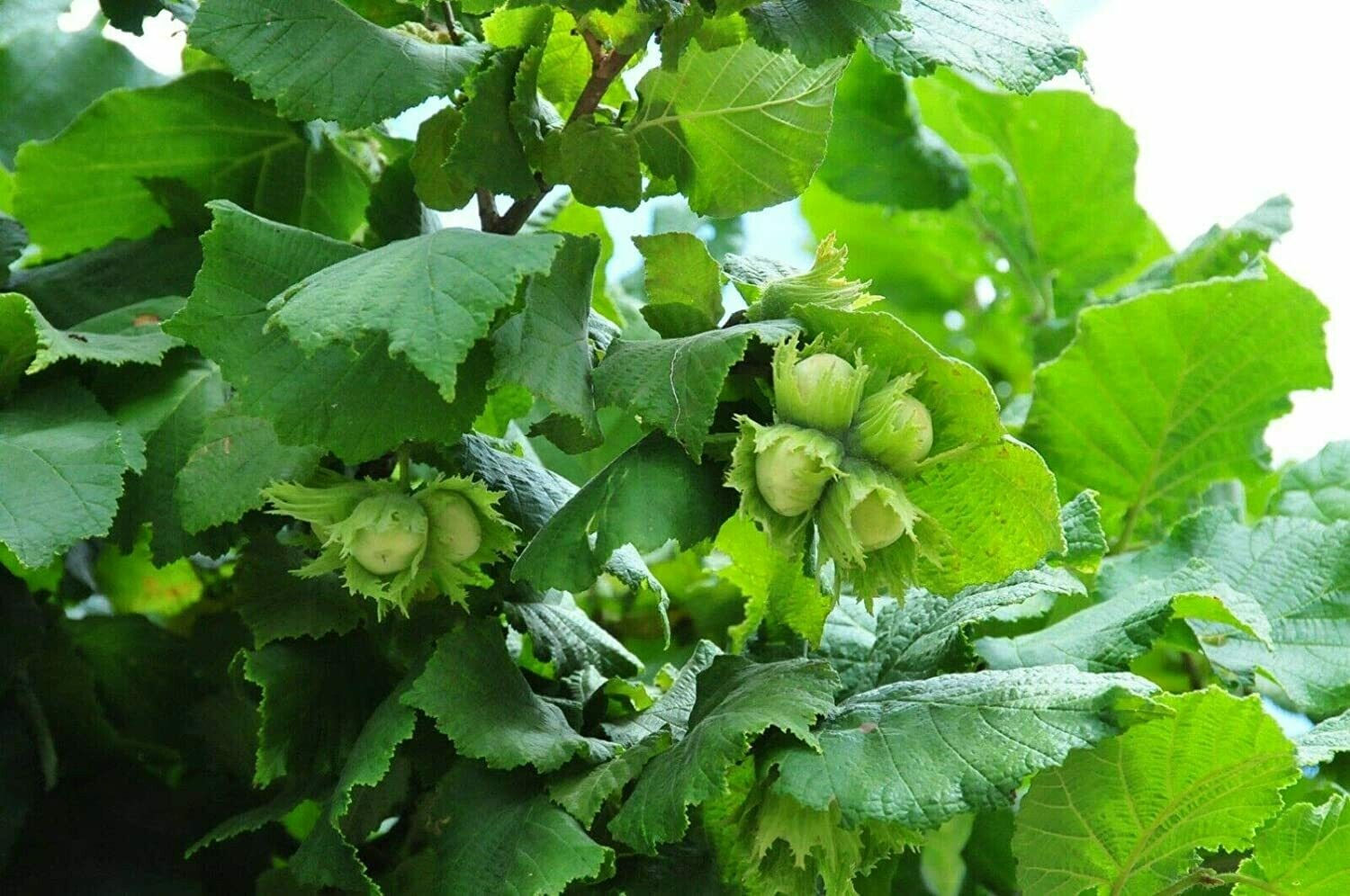 American Hazelnut (bareroot)