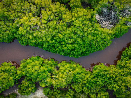 How Tourism Is Conserving The Wondrous Forests of Yanbaru (Sustainable Tourism Series)