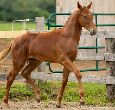 Erin Breeding Inspection-120.jpg
