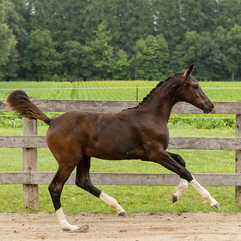 Erin Breeding Inspection-23.jpg