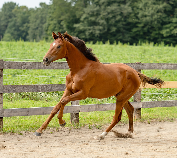Erin Breeding Inspection-176.jpg