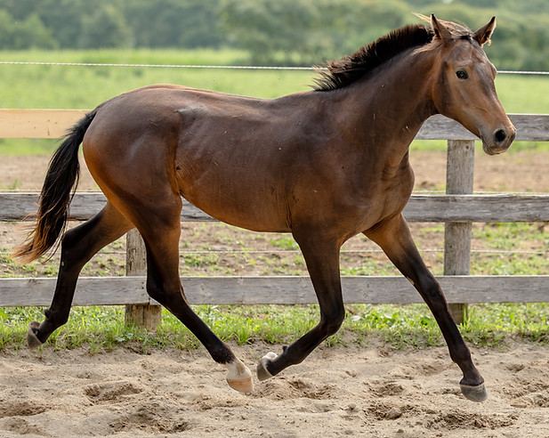 Erin Breeding Inspection-207.jpg