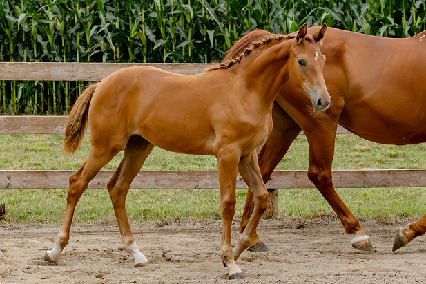 H&H Sport Horses-124.jpg