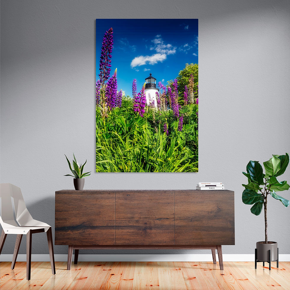 Purple lupines in bloom at Pemaquid lighthouse Bristol Maine