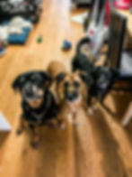 Viola, Merlin & JoeJoe