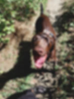 Junger Deutsch Kurzhaar