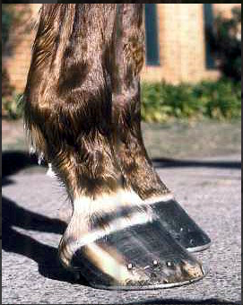 Hoof angle too high low heel