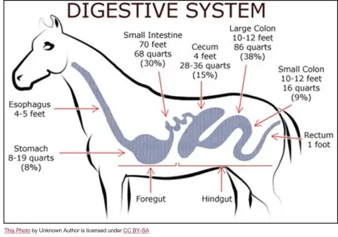 illustration of the equine digestive system 