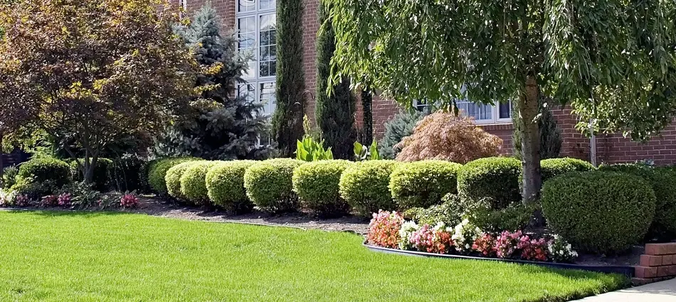Shrub Trimming Mansfield Ohio