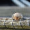 Thumbnail: Gold Scallop Shell Ring
