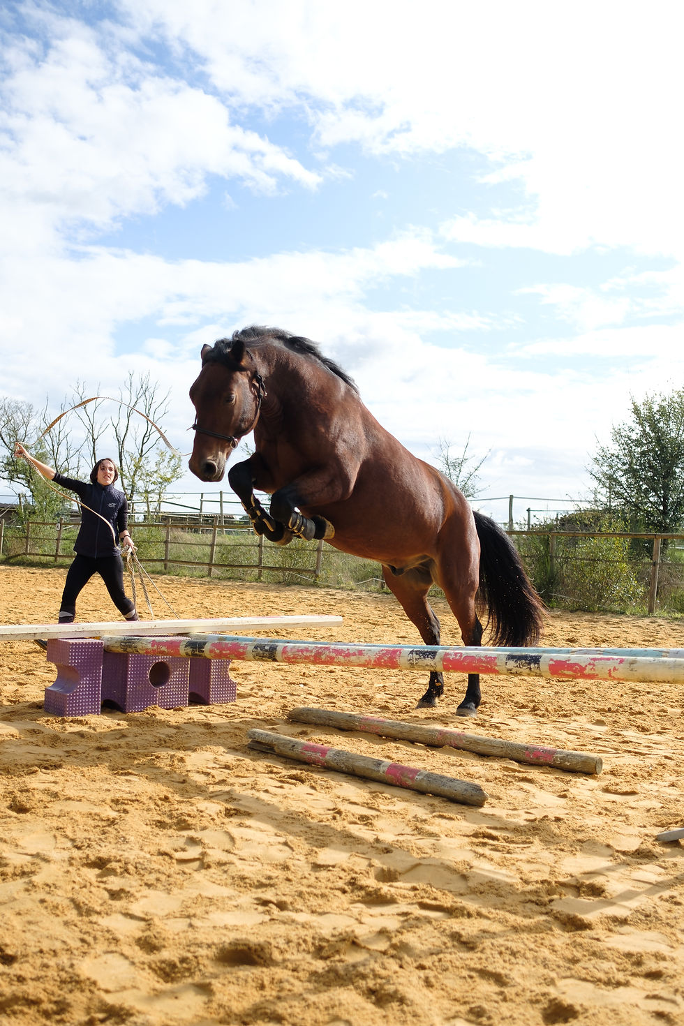 Entrainement à la longe