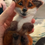 Thumbnail: Cute Fox