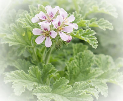 Geranium_edited.jpg