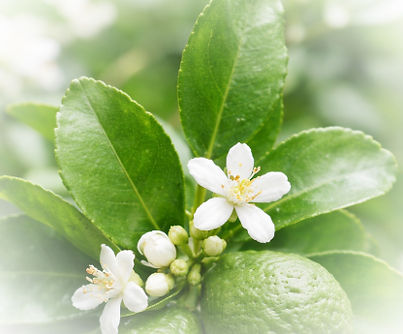 Bergamot_edited.jpg