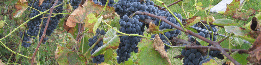 32 acres of Grape Vines